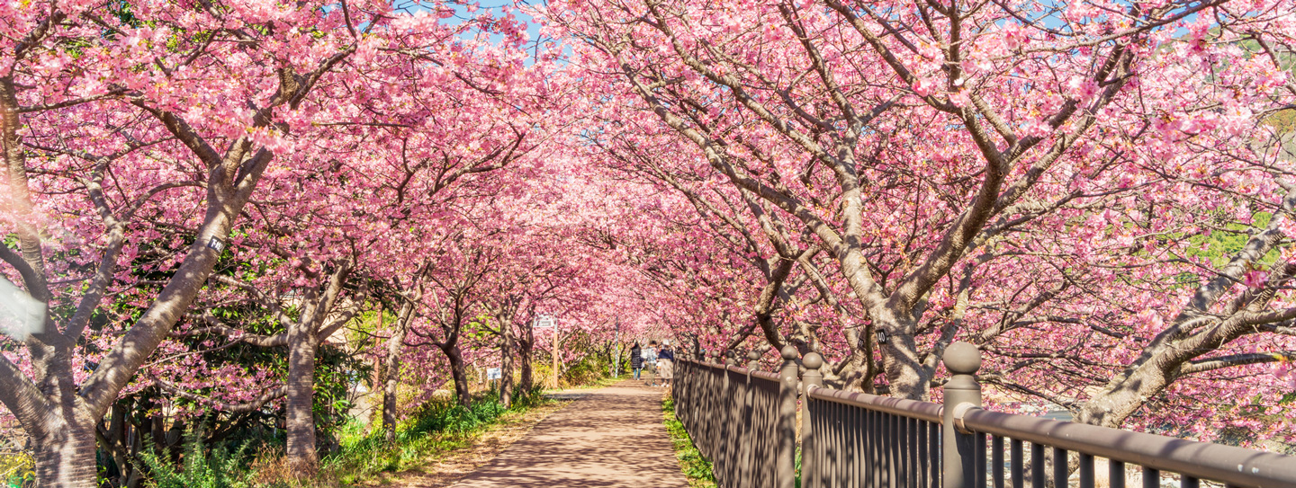 河津桜