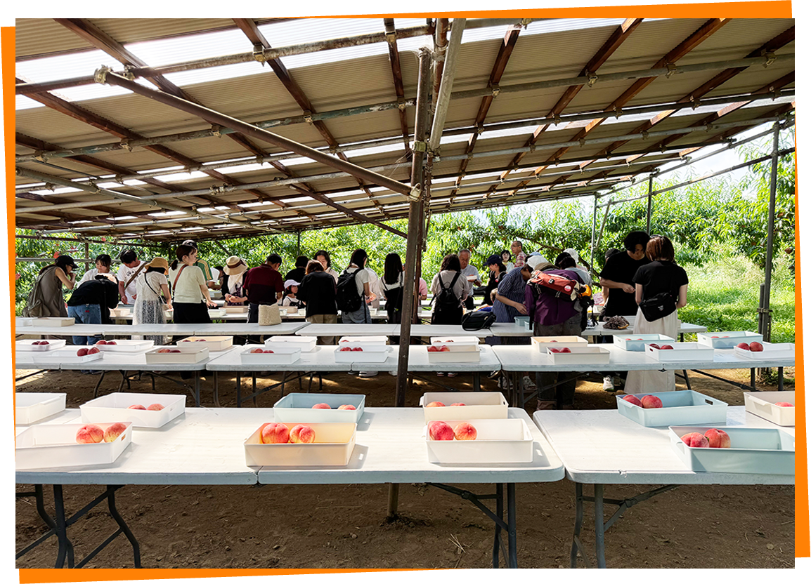 桃（もも）食べ放題