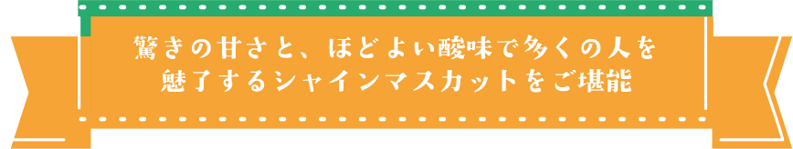驚きの甘さと程よい酸味で多くの人を魅了するシャインマスカットをご堪能