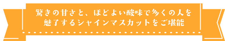 驚きの甘さと程よい酸味で多くの人を魅了するシャインマスカットをご堪能