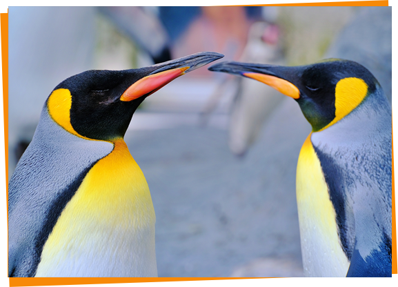 冬の旭山動物園