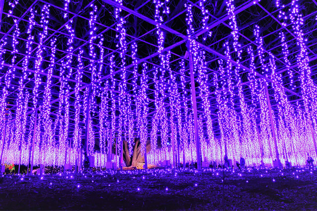 あしかがフラワーパーク